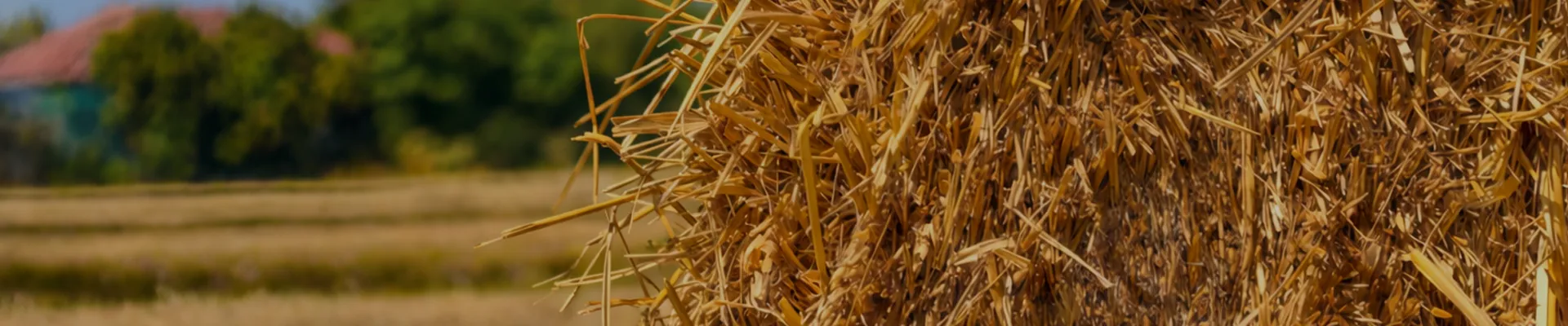 Wheat Straw Pulp