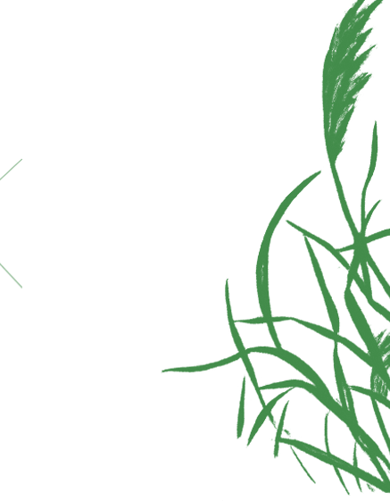 Wheat Straw Pulp