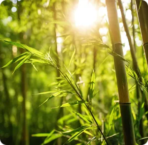 bamboo