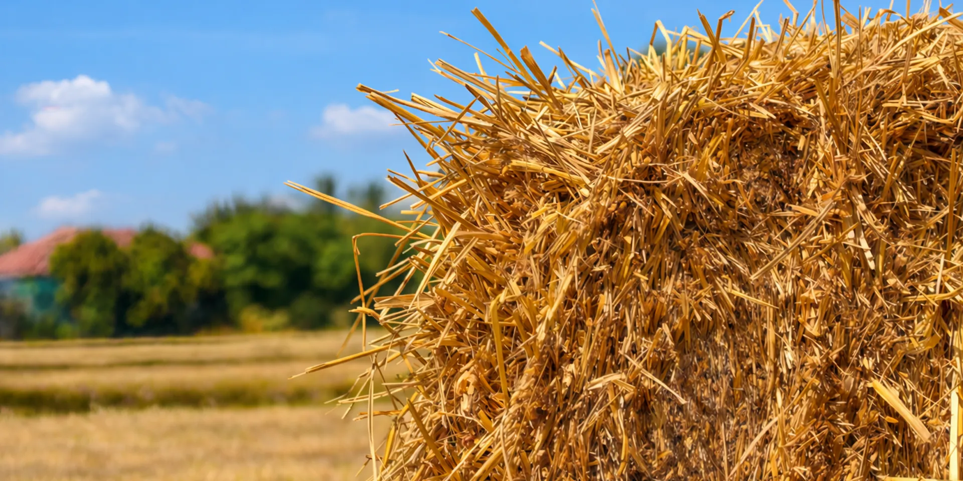 Wheat Straw Pulp